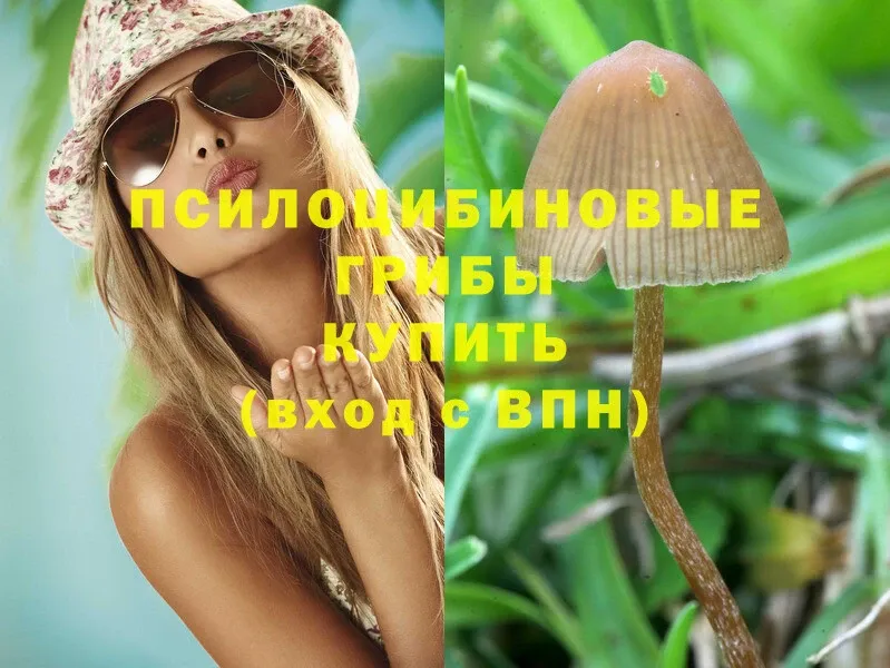 KRAKEN сайт  Петровск-Забайкальский  Галлюциногенные грибы Magic Shrooms 