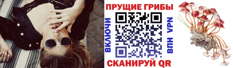 blacksprut ONION  Петровск-Забайкальский  Псилоцибиновые грибы мицелий 